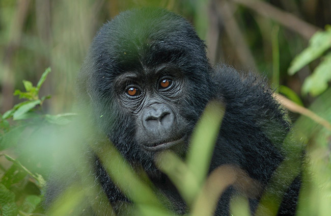 Gorilla Trekking - Bwindi forest national park