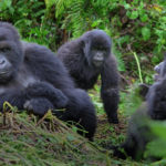 Gorilla tekking in bwindi forest National Park