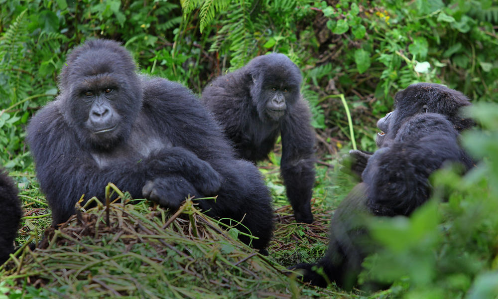 Gorilla tekking in bwindi forest National Park