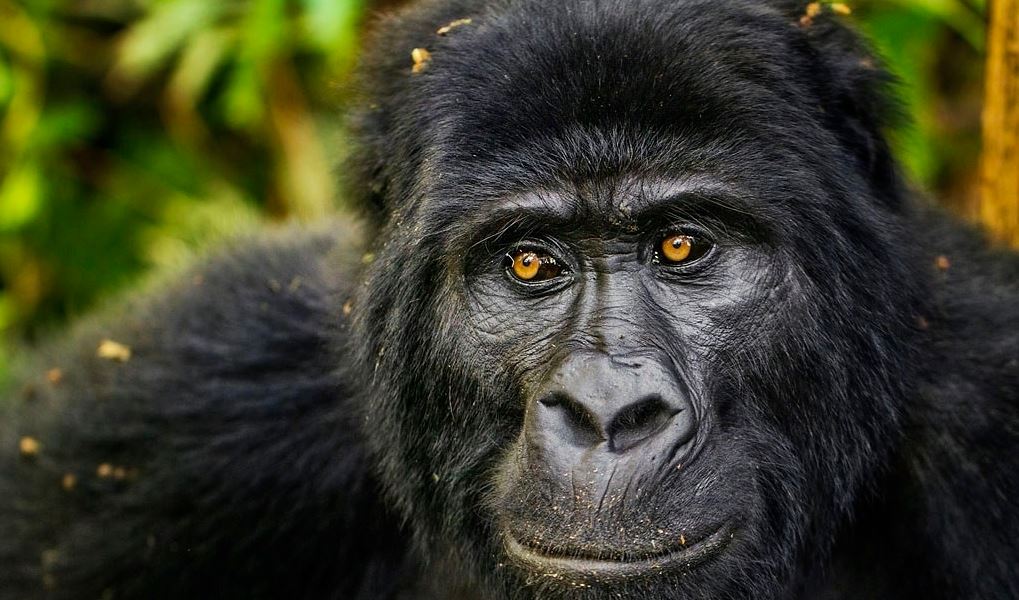 Gorilla Safari companies in Entebbe