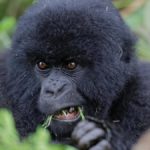 Gorilla trekking In Mgahinga gorilla national park - Uganda