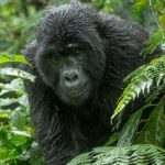 Gorilla trekking from Entebbe