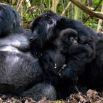 Habituated gorilla families In Uganda