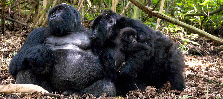 Habituated gorilla families In Uganda