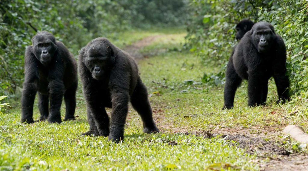 Mubare Gorilla Group