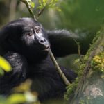 Best Region for gorilla trekking in Bwindi