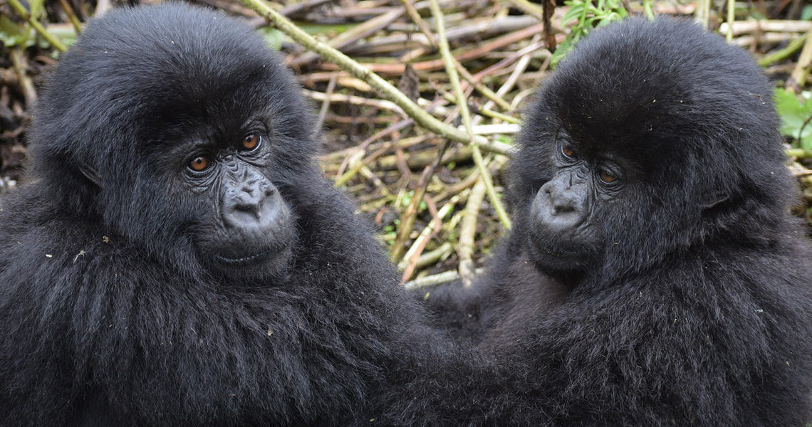 Uganda slashes Gorilla Permit Fees