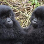 Uganda slashes Gorilla Permit Fees