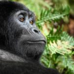 How many gorilla permits are available in Uganda