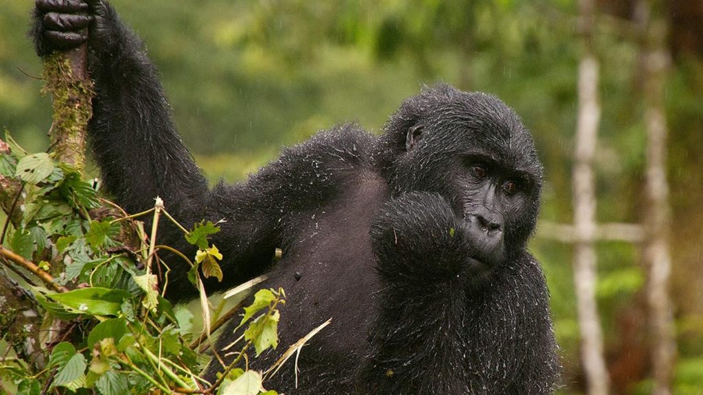 Why are Rwanda Gorilla permits are so expensive - Gorilla trekking rules and regulations