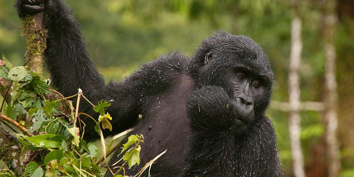 Why are Rwanda Gorilla permits are so expensive - Gorilla trekking rules and regulations