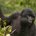 Why are Rwanda Gorilla permits are so expensive - Gorilla trekking rules and regulations