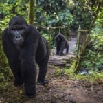 Why is gorilla trekking limited to only 08 persons with bwindi Forest National Park