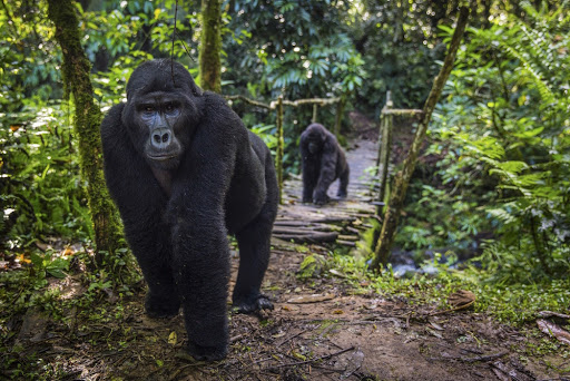 Why is gorilla trekking limited to only 08 persons with bwindi Forest National Park