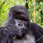 Cost of a Gorilla Permit in 2023