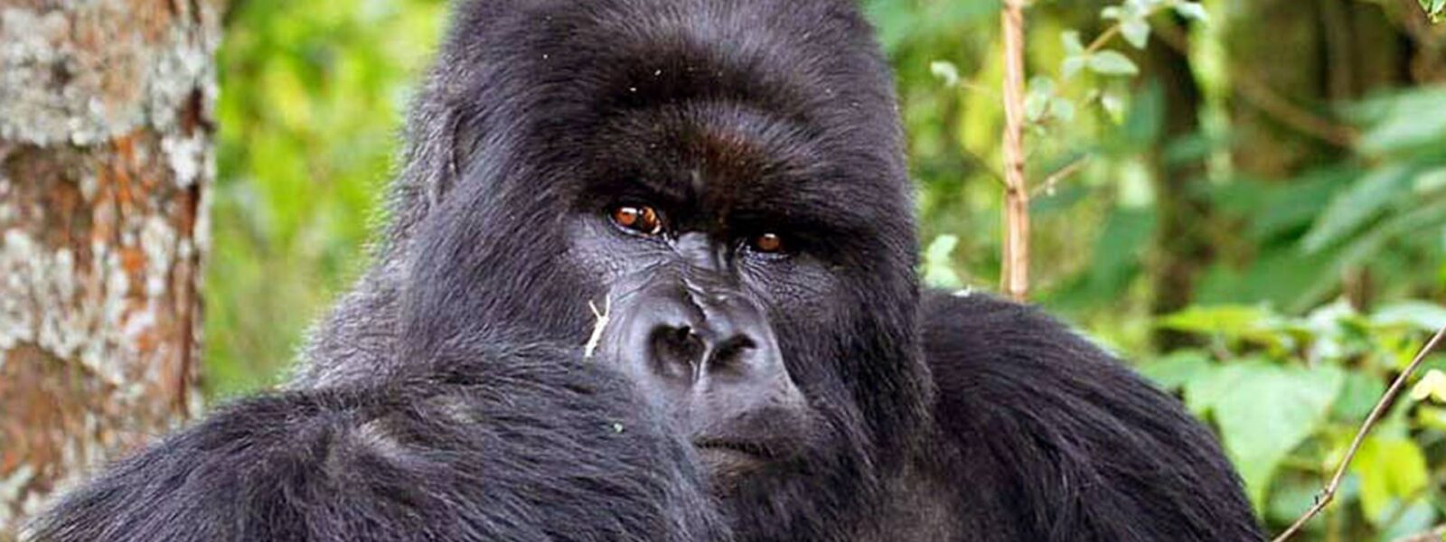 Cost of a Gorilla Permit in 2023