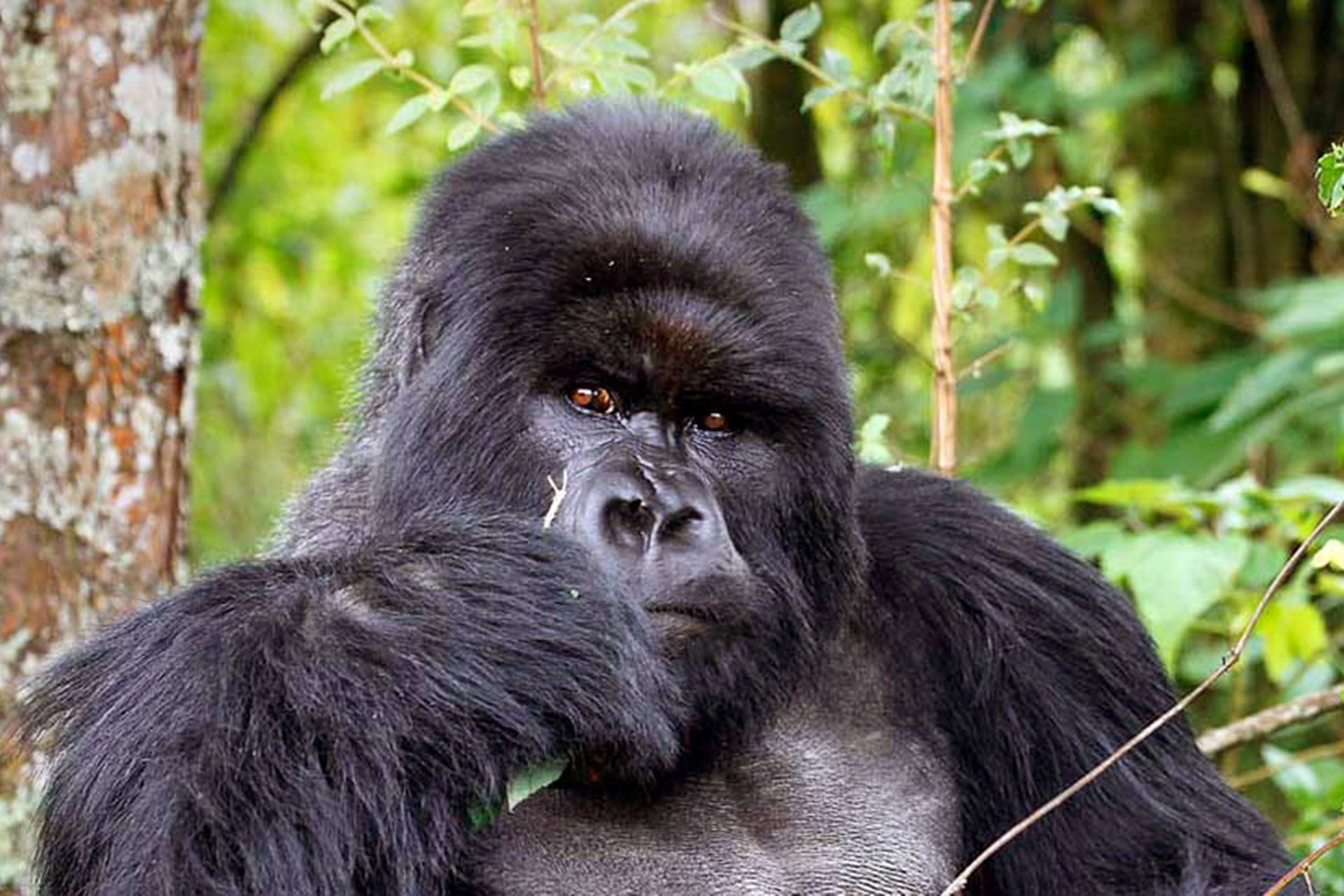 cost-of-a-gorilla-permit-in-2023-permit-prices-for-uganda-rwanda