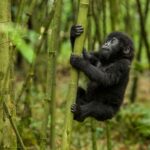 Blogs | Gorilla trekking in Ferbuary in Bwindi