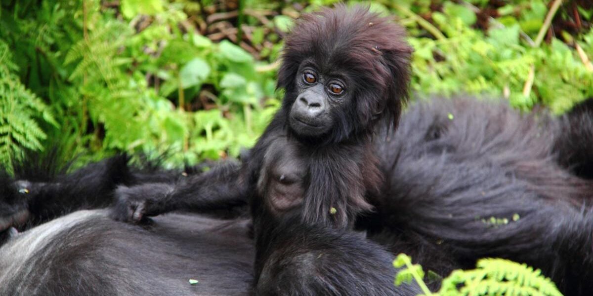 Peak Season in Bwindi Forest National park