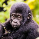 gorilla trekking in January