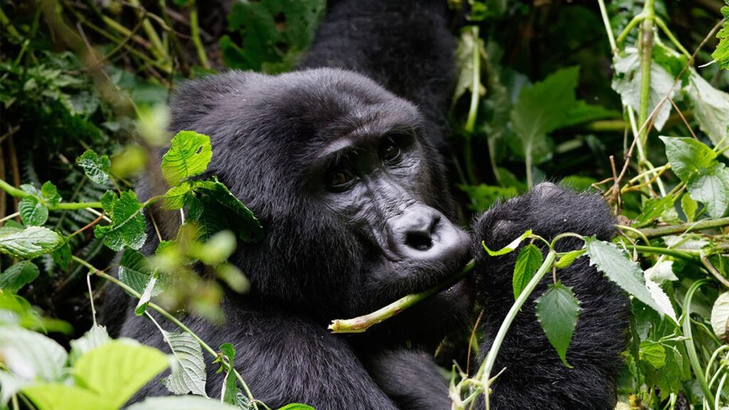 Best time to trek gorillas in Bwindi