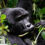 Best time to trek gorillas in Bwindi