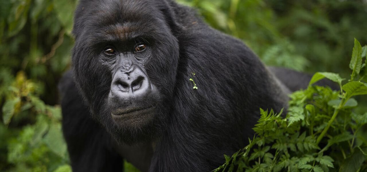 Bwindi gorilla trekking Sectors