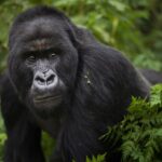 Bwindi gorilla trekking Sectors