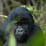 Gorilla Permit Prices in Uganda