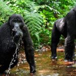 trekking Gorillas in the Month of April 