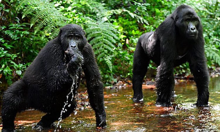 trekking Gorillas in the Month of April 