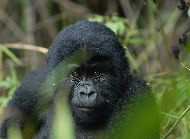 Common Gorilla Trekking Mistakes