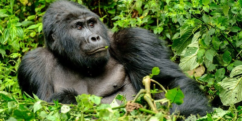 Ruhija sector - Bwindi forest National Park