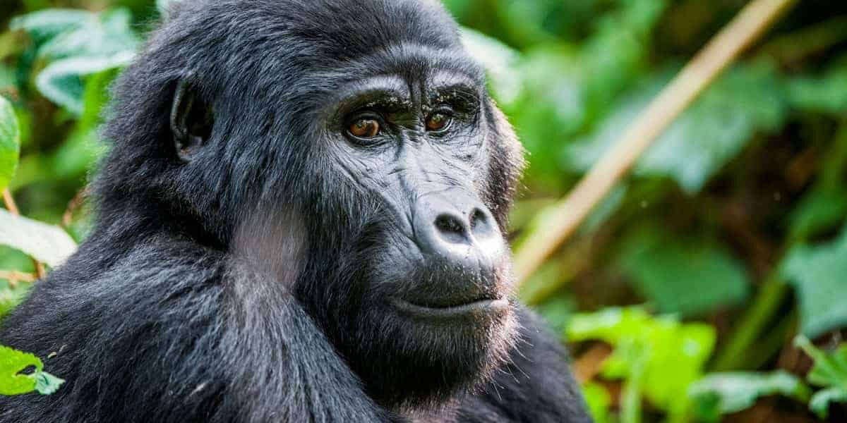 Why hire or use a Porter for gorilla trekking