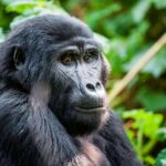 Why hire or use a Porter for gorilla trekking