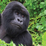 where to buy gorilla Permits In Uganda