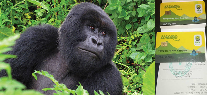 where to buy gorilla Permits In Uganda