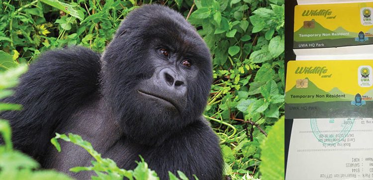 How & Where to buy Gorilla Permits in Uganda