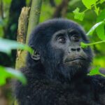 How much is a Gorilla Trekking Permit in Uganda