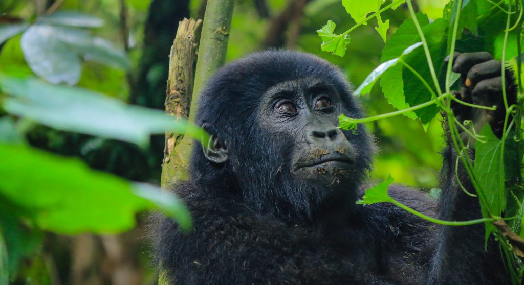 How much is a Gorilla Trekking Permit in Uganda