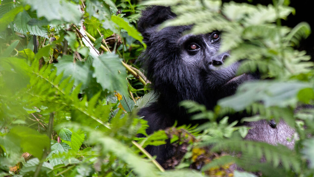 How to directly book a Gorilla Permit with UWA