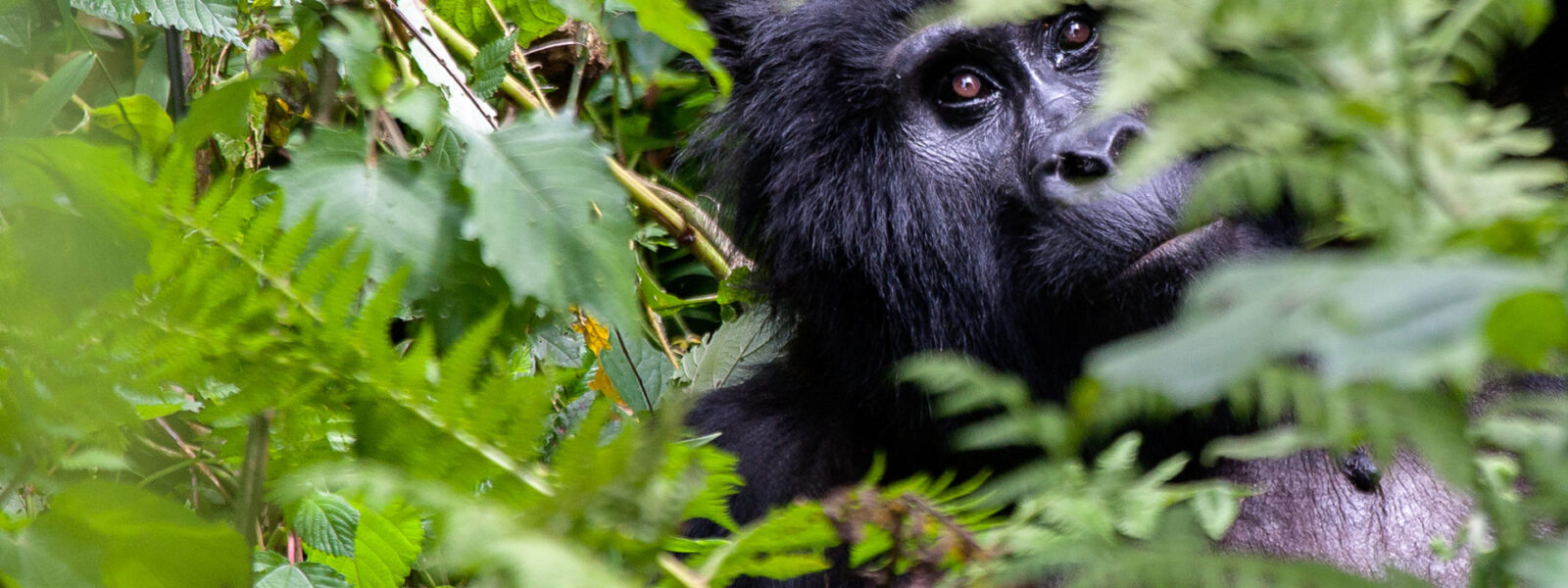 How to directly book a Gorilla Permit with UWA