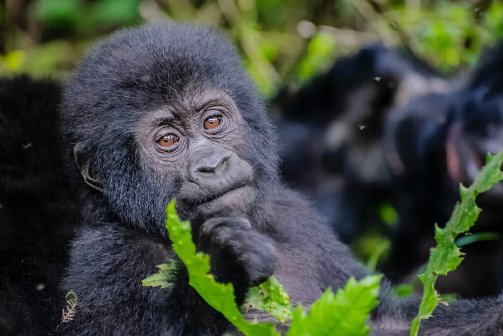 Planning a Gorilla Trekking Safari in 2023