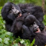 Reason why Gorilla trekking age limit is 15 years