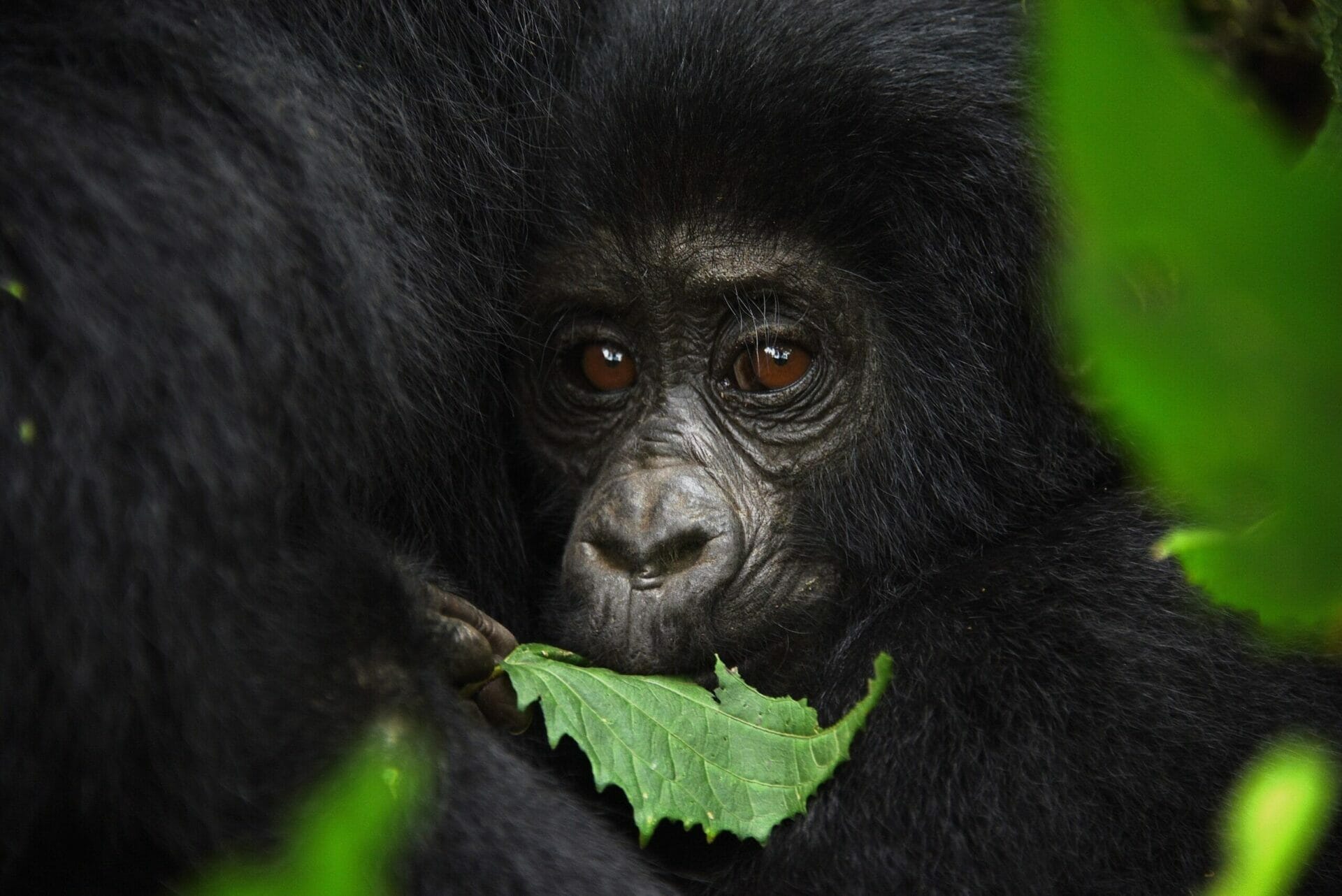 What is the Cost of gorilla trekking Permits in Uganda 2024 - 2026