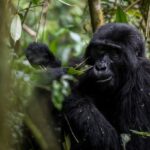 Which is the Best way to buy a Gorilla Permit?