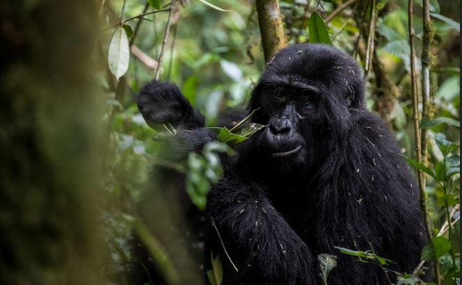 Which is the Best way to buy a Gorilla Permit?