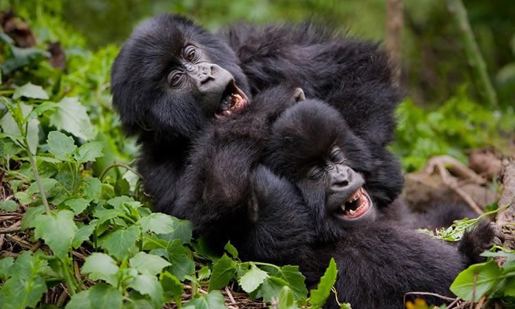 What-a-Uganda-Gorilla-trekking-trip-Costs-in-2024